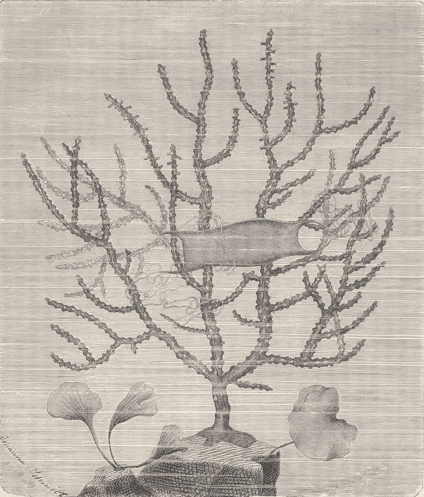 CORALS. Sea-fan (Gorgonia verrucosa); shark's egg on its branches 1896 print